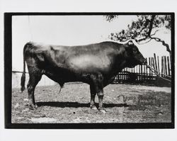 Flying Fox ; American Brown Swiss bull