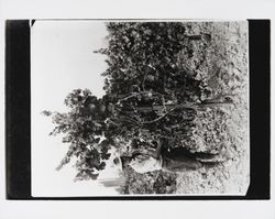 Man standing next to a large grapevine