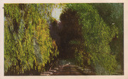 Pepper Drive Postcard