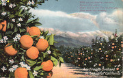 Orange grove postcard