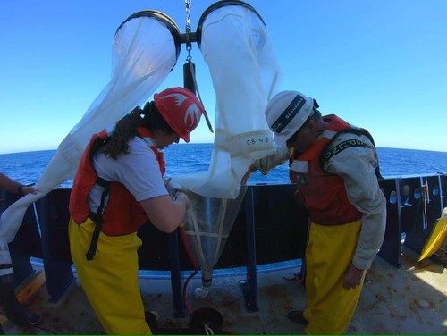 Washing Down CalBOBL (Bongo) Net