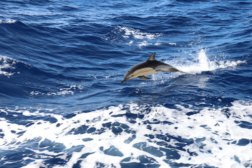 Common Dolphin