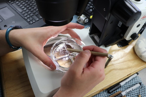 Sorting Fish Eggs 1 of 2