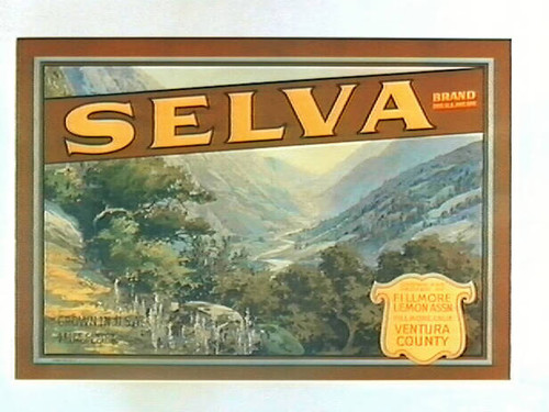 Selva Brand