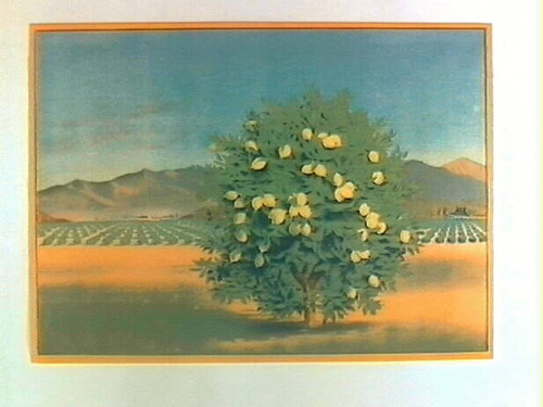 Stock label: single lemon tree