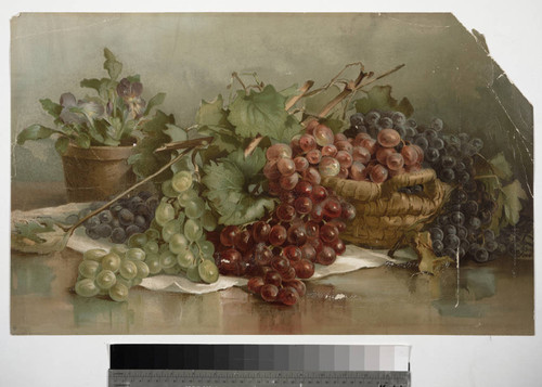 [Study of grapes]