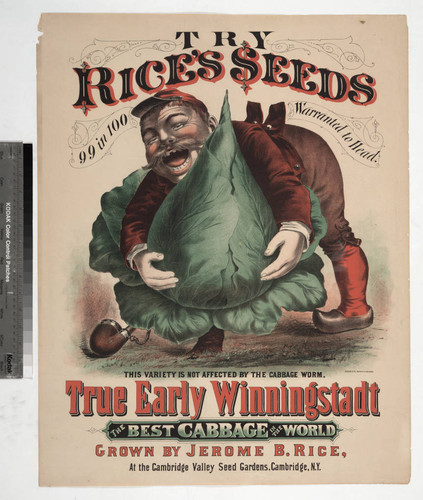 Try Rice's seeds 99 in 100 warranted to head