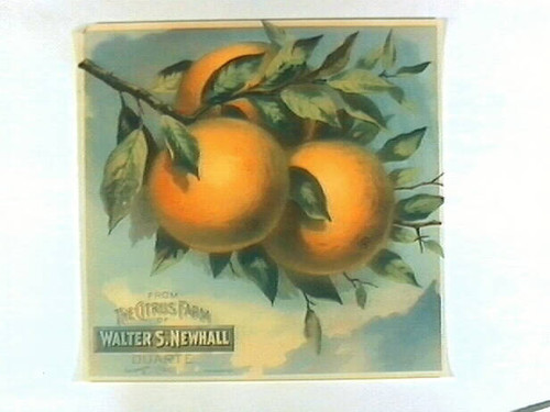 Newhall Navel Oranges