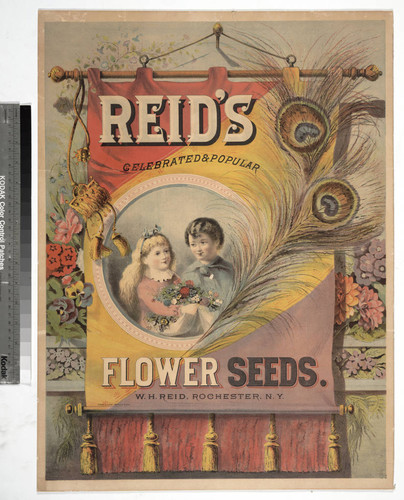 Reid's celebrated and popular flower seeds