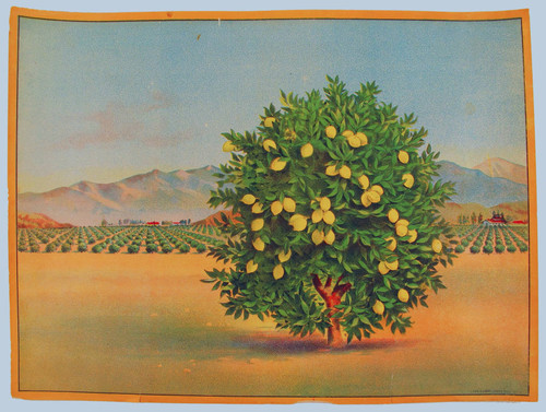 Stock label: lemon tree with orchard