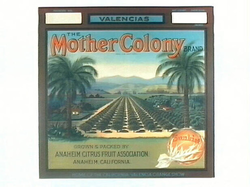 The Mother Colony Brand