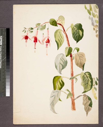 [Fuchsia flowers on leafy stem]