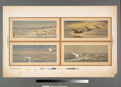 [Proof sheet of four scenes of birds on water]