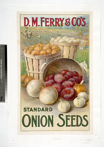 D. M. Ferry & Co's standard onion seeds