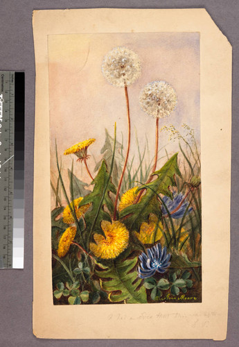 [Dandelions and blue flowers growing]