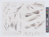 [Paper with drawings of ornamental penmanship birds and feathers]