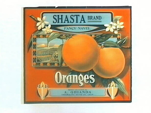 Shasta Brand