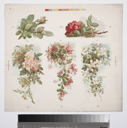 [Proof sheet of five flower prints]