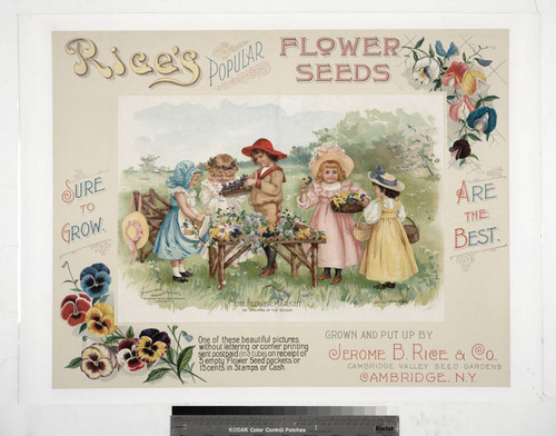 planting bluebonnet seeds Texas Bluebonnet Seeds - Official State Flower main image 0