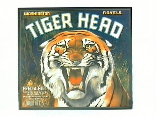 Tiger Head