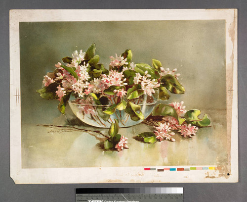 [Pink and white flowers in glass bowl]