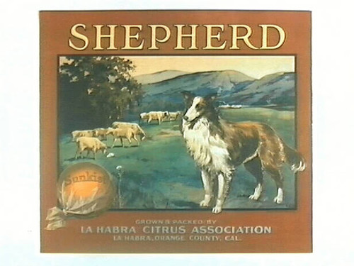 Shepherd