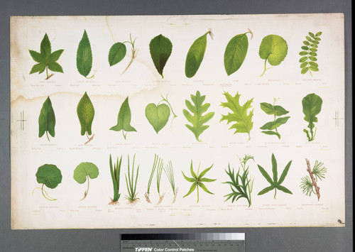 [Proof sheet for Prang's natural history series: shapes of leaves, I and shapes of leaves, II.]