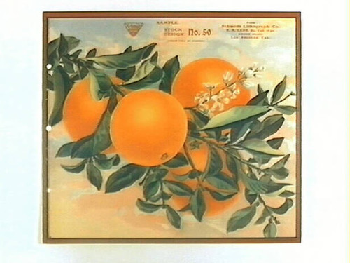 Stock label: oranges on branch with blossoms and leaves