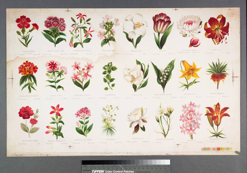 [Proof sheet for Prang's natural history series: pink family and lily family.]