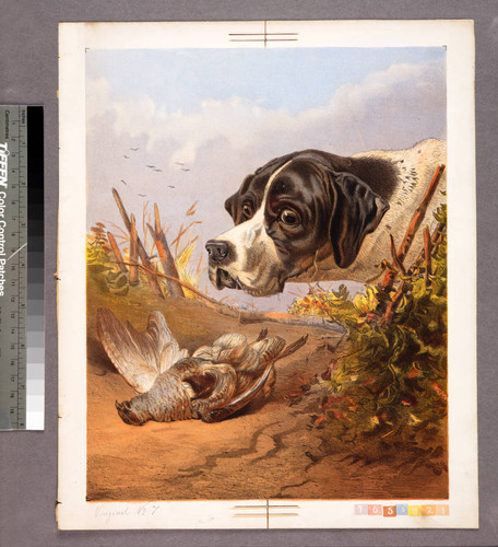 [Hunting dog looking at dead bird]