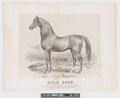 Gold Dust. At 16 years. the property of L. L. Dorsey, Esq. Eden Brook Farm, near Louisville, Ky