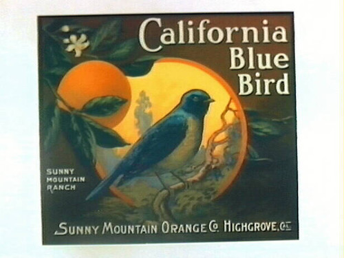 California Blue Bird