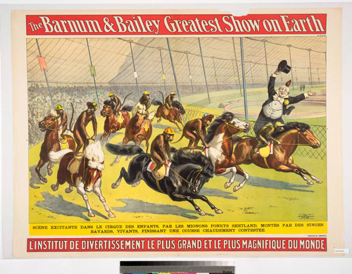 The Barnum & Bailey greatest show on Earth : scene excitante dans le cirque des enfants, par les mignons poneys Shetland, montes par des singes bavards, vivants, finissant une course chaudement contestee