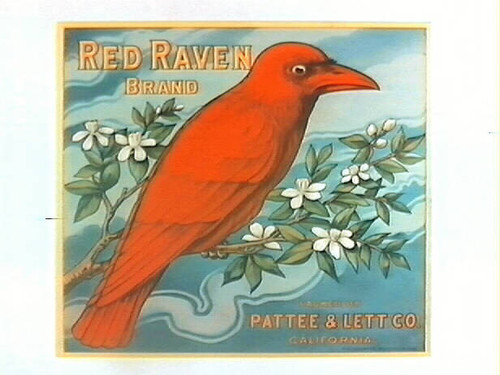 Red Raven Brand