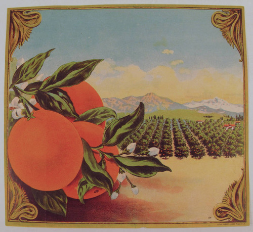 Stock label: oranges on branch with orchard, houses and mountains