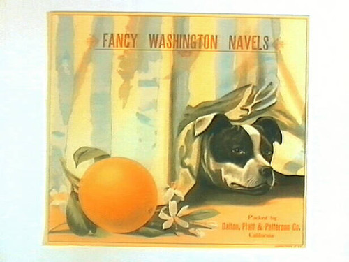 Fancy Washington Navels