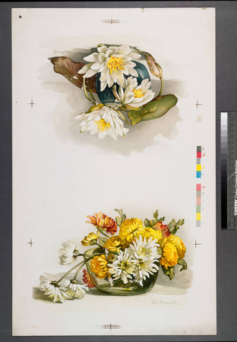 [Proof sheet of white and yellow flowers in vases]