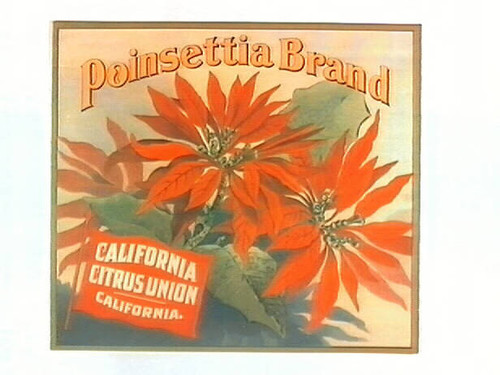 Poinsettia Brand