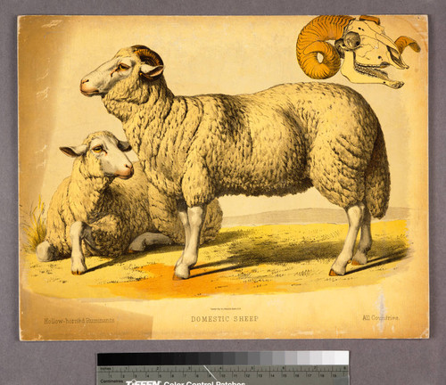 Domestic sheep