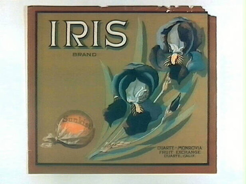 Iris Brand