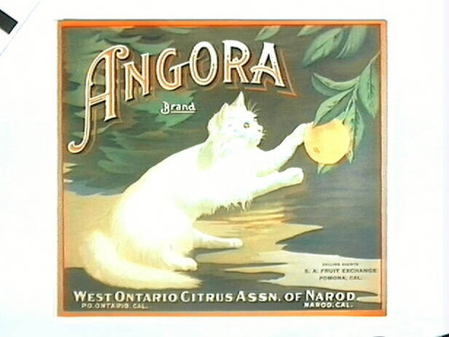 Angora Brand