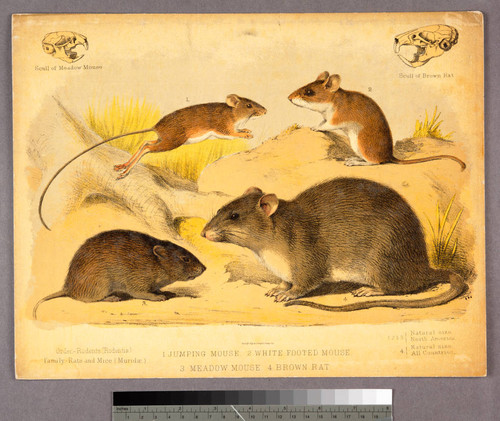 1. Jumping mouse. 2. White footed mouse. 3. Meadow mouse. 4. Brown rat