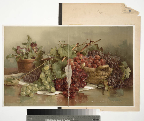 [Study of grapes]