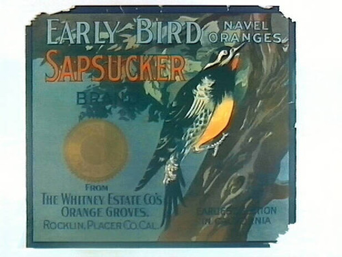 Sapsucker Brand