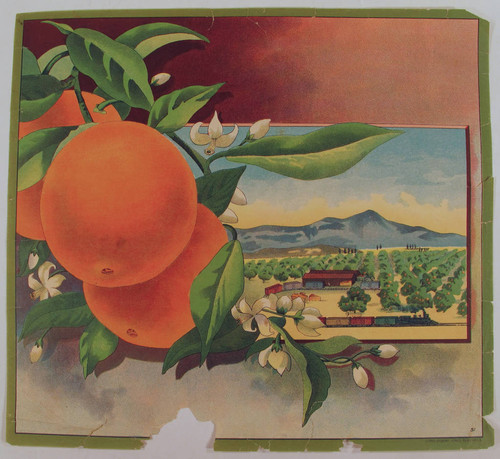 Stock label: oranges with orchard and locomotive