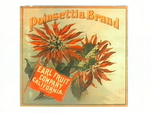 Poinsettia Brand