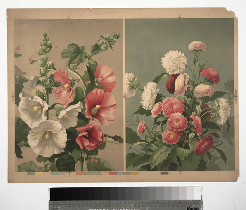 [Proof sheet of two pink and white flower prints]