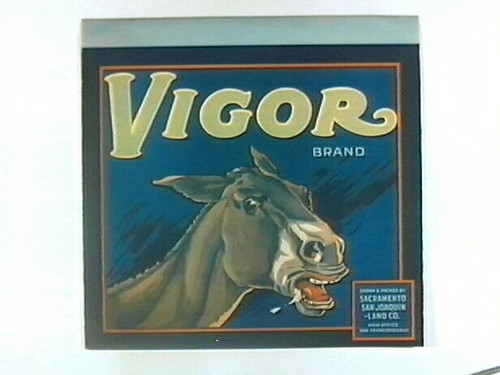 Vigor Brand