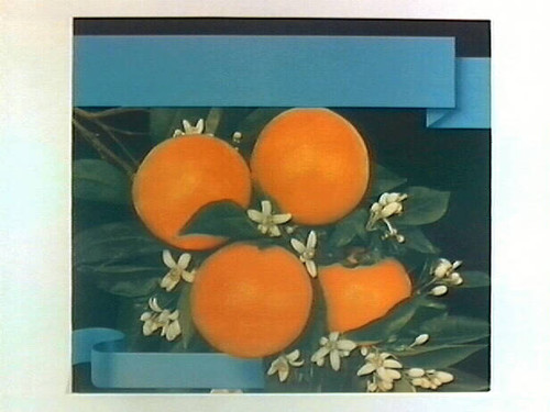 Stock label: four oranges on branch with leaves and blossoms