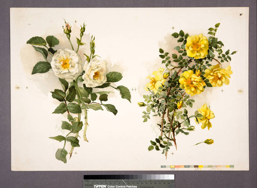 [Proof sheet of white and yellow roses]